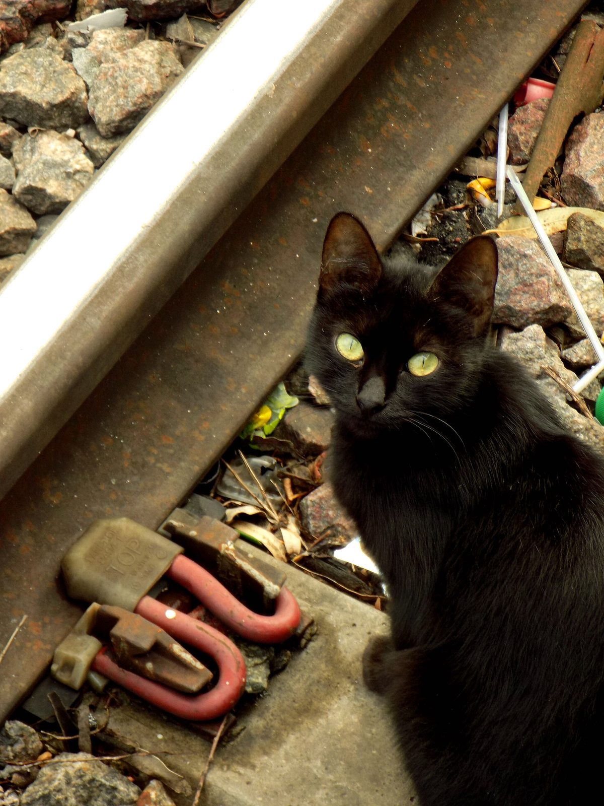 Gato negro sobre las vías de la estación Bosques
